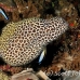 moray_honeycomb_bac_nmal_h_0019_mal2169.jpg